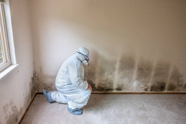 Best Mold Documentation for Insurance Claims  in Llano Grande, TX