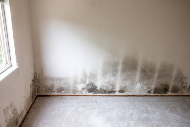 Best Mold Remediation for Healthcare Facilities  in Llano Grande, TX