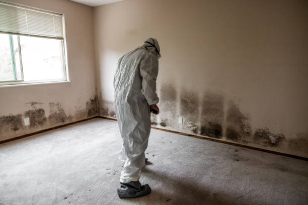 Mold Remediation for Vacation Homes in Llano Grande, TX